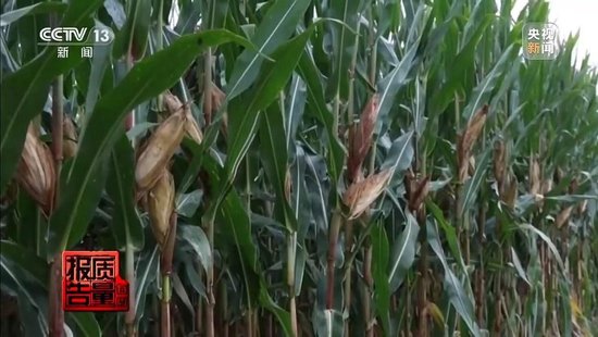 每周质量报告丨未定损就签字、没受灾也赔付 惠农保险理赔怎成一笔“糊涂账”？ 第1张