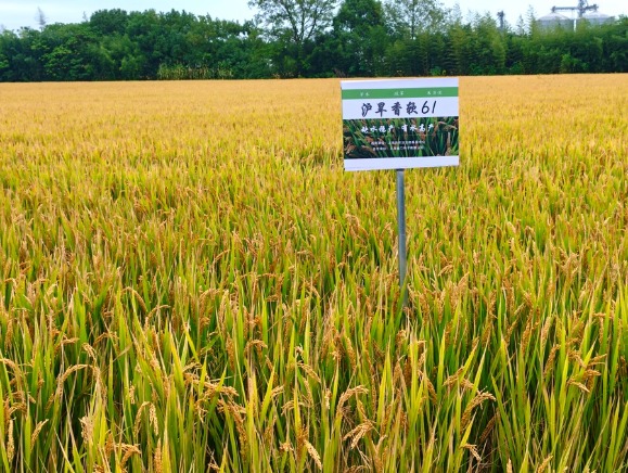 上海节水抗旱稻亩产超700公斤！香甜软糯上海米 绿色高产可兼得